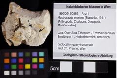 Foto (Objket + Etiketten) von Gastrosacus eminens (Blaschke, 1911) 